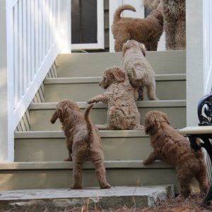 Our goldendoodles love to overcome every obstacle.