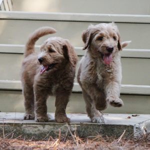 Goldendoodles love to play and romp, and it's no surprise!
