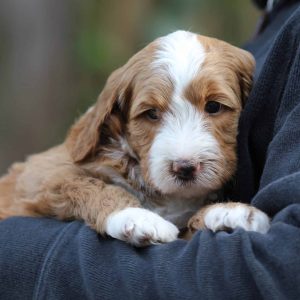 Valley 5 wks outside (7)