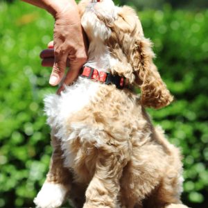 Gus's new family is awesome, and so is he!