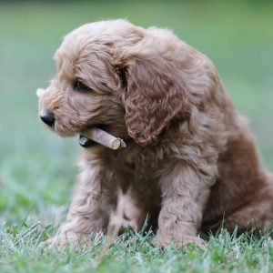 Our goldendoodles love to carry around trophies. Look what this one found!