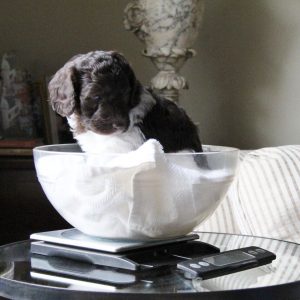 Candid Lucy's pups 2 008