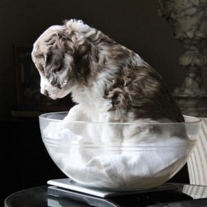 Candid Lucy's pups 2 455