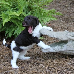 Howie and little joe