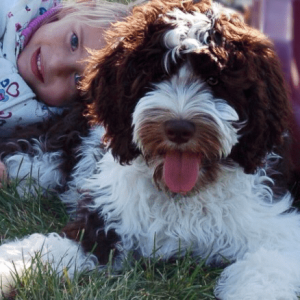 Our labradoodles love to be handled, cuddled, and played with. The kids love them!