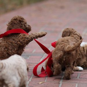 Oakley3 6wks 2014-11-16 753