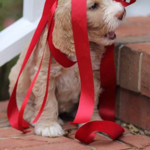 Oakley3 6wks 2014-11-16 806