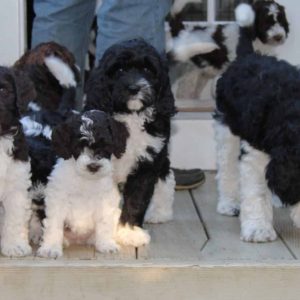 cadid outdoor winnie sugar 2014-10-19 037