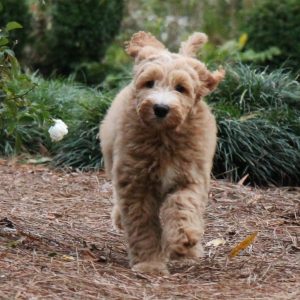 pups outside-sugars 7 weeks old 887