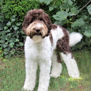 Photo Aug 13, 2 54 15 PM