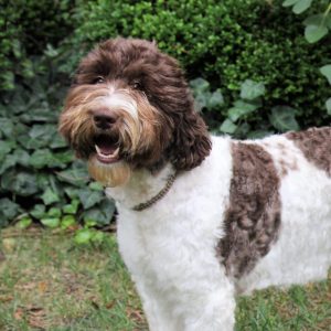 Photo Aug 13, 2 54 52 PM