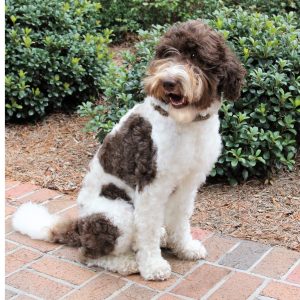 Photo Aug 13, 2 57 02 PM