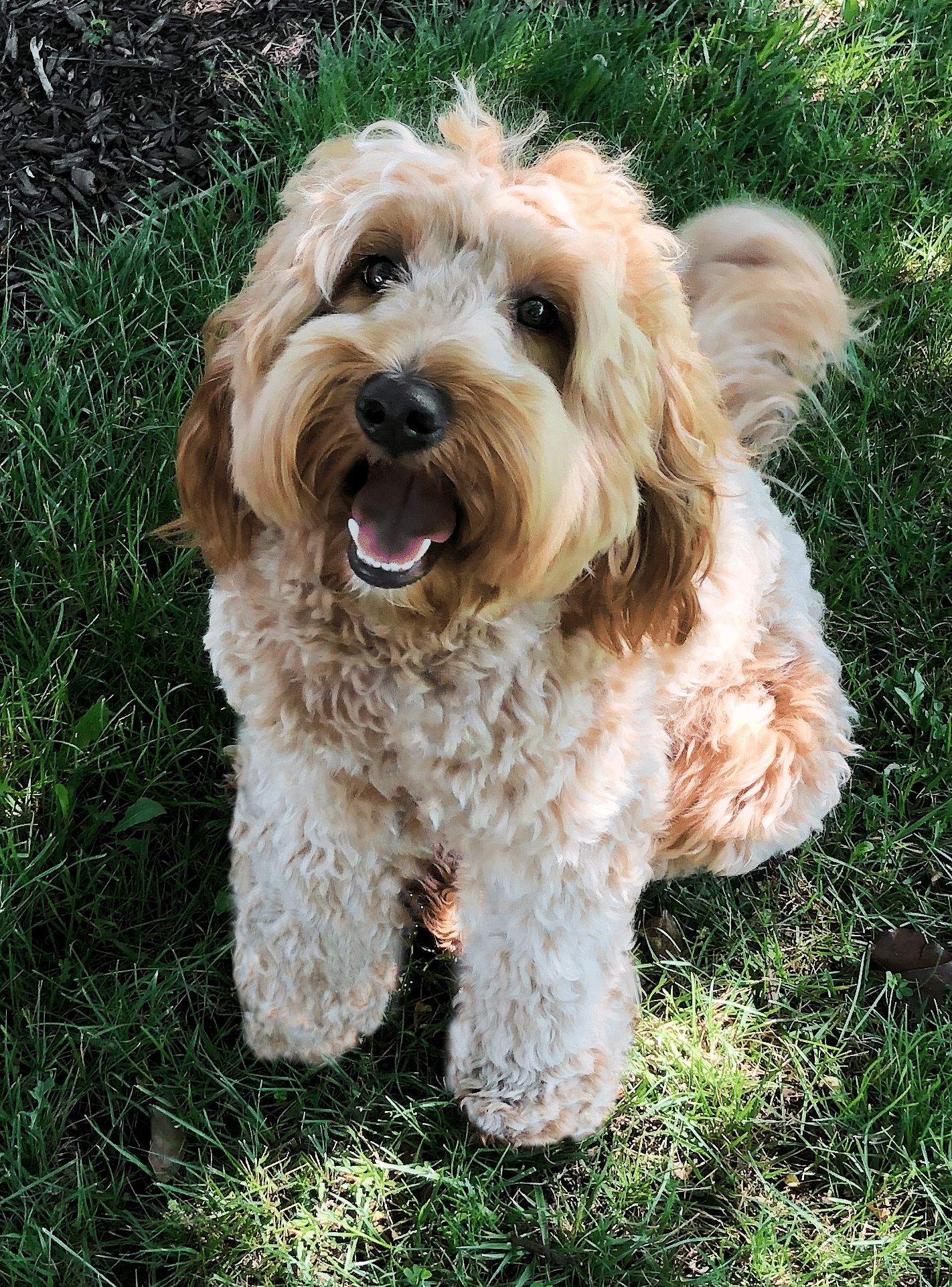 Family Labradoodles and Goldendoodles - Parents