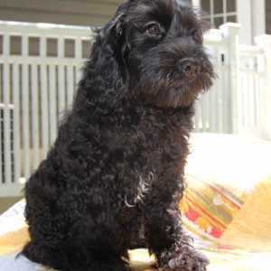 Miss Dixie15weeks (11)