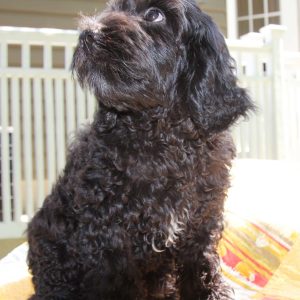 Miss Dixie15weeks (8)