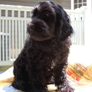 Miss Dixie15weeks (9)